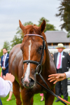 230823-Race 7-Zoulu Chief-1013