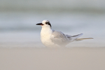 Adult Non-breeding Forster's Tern, Fort De Soto, Florida