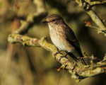 Spotted Flycatcher portfolio