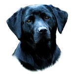 Black Lab