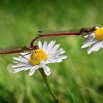 Daisy Chain