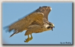 Peregrine Falcon