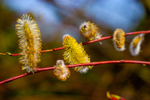 pussy willow-2