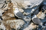 Kittiwakes