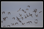 oyster Catcher's
