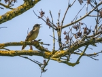 Grasshopper Warbler
