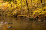 Afon Mellte Autumn Gold