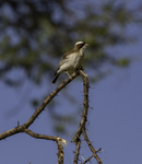 White-browed Sparrow Weaver