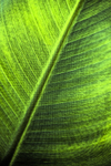 17th July Banana Leaf