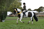S14 - Riding Club Horse portfolio