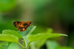 Common Dartlet