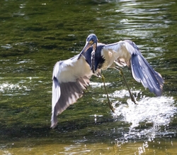 Tri-Colored-Heron _0048