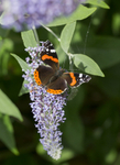 Red Admiral