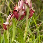 Scarce Serapias (Serapias neglecta)