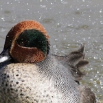 Common Teal (Anas crecca) M