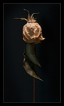 Dry Rose