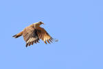 Yellow-headed Caracara (adult) flying, Costa Rica