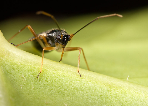 This specimen, although on ivy, was very close to a large oak. The likely identification of [i]Dryophilocoris flavoqu…