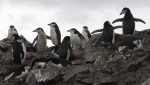 Chinstrap penguins, Half Moon Island
