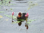 Juvenile Coot