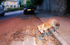 Urban Fox in city, Bristol _ UR057