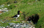 Oystercatcher