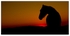 Wild Horses - 10