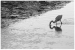 Little Egret Fishing