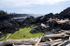 Driftwood