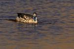 Crested Duck late afternoon, Machuca, Chile