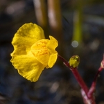 Southern bladderwort (Utricularia australis)