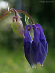 Columbine (02)