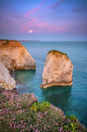 z3058 Thrift at Dusk, Freshwater Bay