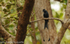 Greater Racket-tailed Drongo.