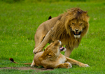 Mating Growl