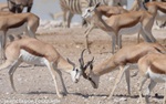 Springbocks fighting