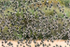 Starlings