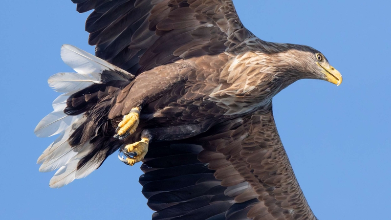 White Tailed Eagle - Isle of Mull - Scotland