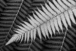 Under Fern