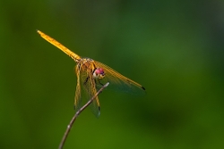 Crimson Marsh Glider