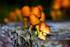 Sulphur Tuft Fungi - DSC_1843