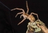 Running Spider