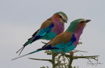 Lilac Breasted Rollers