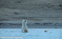 Anxious female polar bear with cubs