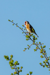 goldfinch Carduelis carduelis-8645