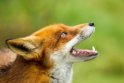 Red Fox