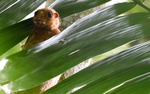 Flying Lemur