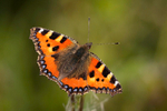 Small Tortoiseshell Butterfly