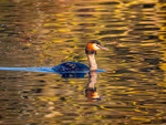 Great Crested Grebe