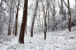 Winterwoods _S137